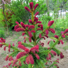 Ель обыкновенная (Picea abies) Рудал 30-40 С7,5 ПА/26