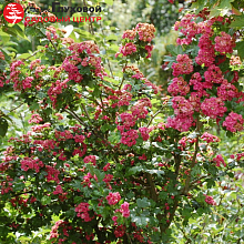 Основное изображение товара