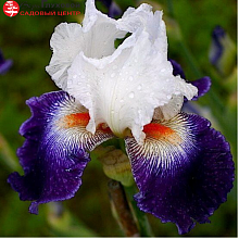 Основное изображение товара