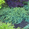 Можжевельник прибрежный (Juniperus conferta) Шлягер 30-40 С5 НБл/26