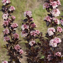 Основное изображение товара