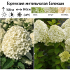Гортензия метельчатая (Hydrangea paniculata) Селекшн Р9 СП/25