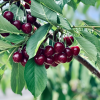 Черешня Россошанская крупная (поздний сорт)