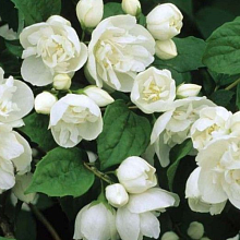 Основное изображение товара