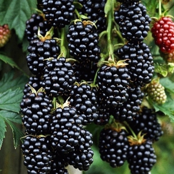 Основное изображение товара