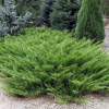 Можжевельник казацкий (Juniperus sabina) 20-30 С3 НКк/26