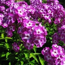 Основное изображение товара