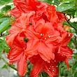 Азалия крупноцветковая 