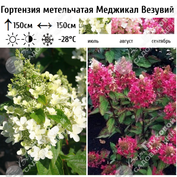 Гортензия метельчатая "Меджикал Везувий" на фото