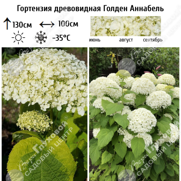 Гортензия древовидная "Голден Аннабель" на фото