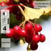 Калина красная Эликсир (поздний сорт)