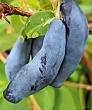 Жимолость 