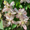 Клематис горный (Clematis montana) 'Marjorie' С2 НАп/25