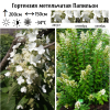 Гортензия метельчатая "Папильон" на фото