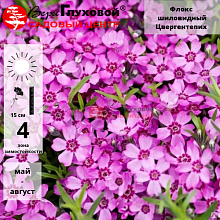 Основное изображение товара