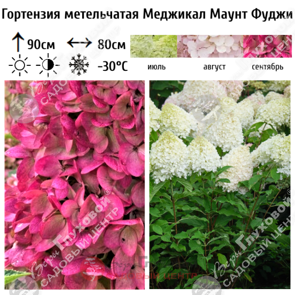 Гортензия метельчатая "Меджикал Маунт Фуджи" на фото