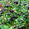 Арония черноплодная (Aronia melanocarpa) 50-80 С7,5 БАл/26