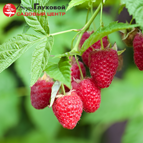 Малина Геракл ремонтантная (ранняя)