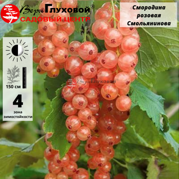 Основное изображение товара