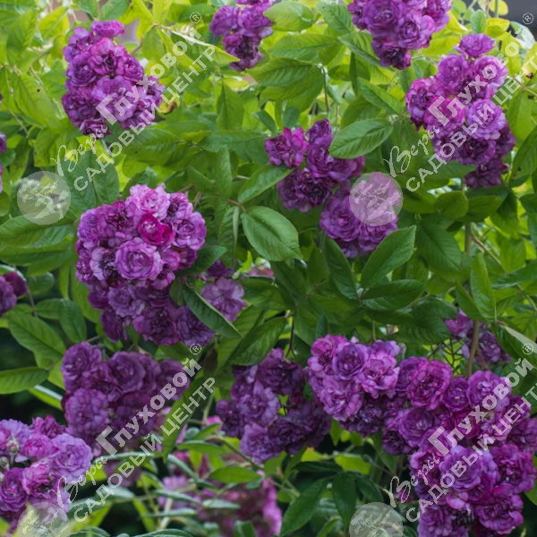 Роза плетистая "Marie Viaud‘ на фото