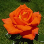 Роза Monica Роза Monica